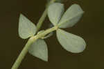 Bird's-foot trefoil